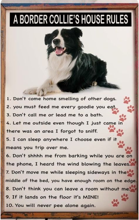 Border Collie Quotes, Border Collie Funny, Border Collie Pups, Border Collie Colors, Border Collie Art, Collie Puppies, Border Collie Puppies, Herding Dogs, Border Collie Dog