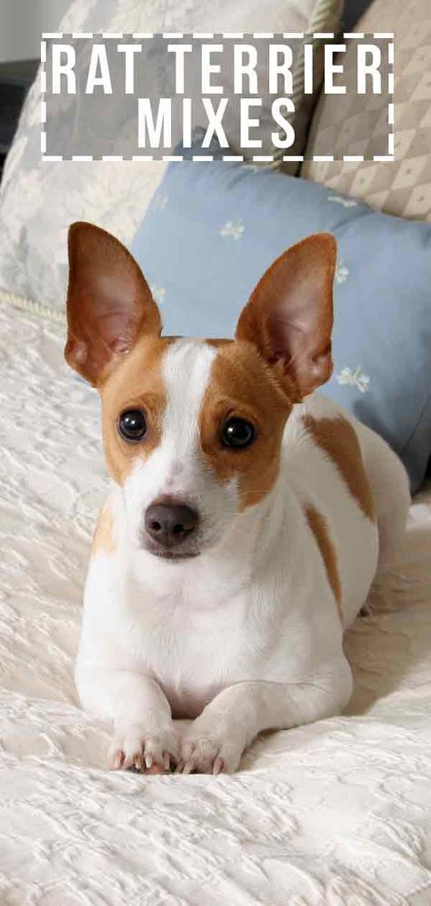 Rat Terrier Mixes – Which Cross Will Be Your Perfect Puppy? Rat Terriers Dogs, Rat Terrier Chihuahua Mix Dogs, Rat Terrier Art, Good Apartment, Toy Manchester Terrier, Rat Terrier Puppies, Terrier Mix Breeds, Chihuahua Terrier Mix, Dogs Painting