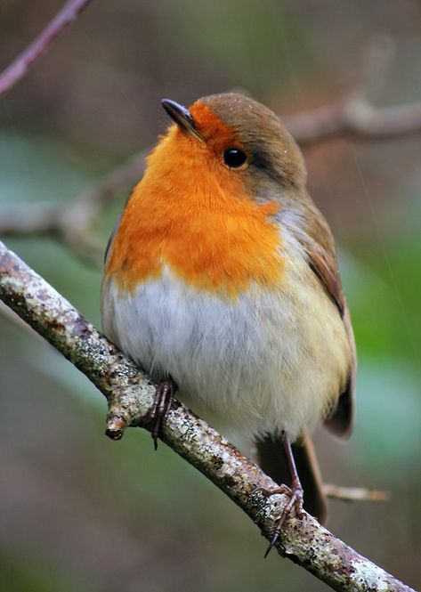 Robin Bird, Nature Birds, Bird Pictures, Pretty Birds, Bird Photo, Colorful Birds, Cute Birds, Little Birds, Small Birds