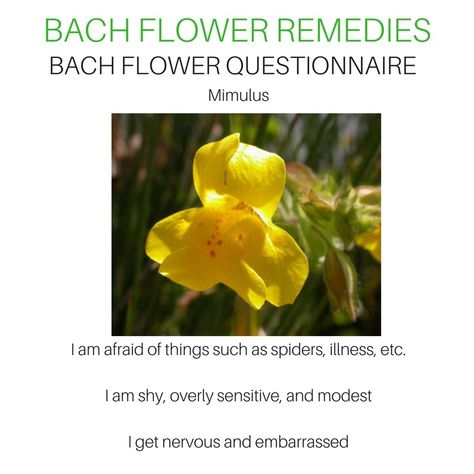 Mimulus Bach Flower, Bach Remedies, Flower Medicine, Energy Circles, Bach Flowers, Flower Remedies, Bach Flower Remedies, Flower Remedy, Holistic Health Coach