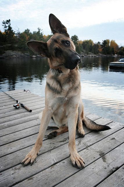 Berger Malinois, Puppy Fever, Baby Puppy, Head Tilt, Coban, Shepherd Dogs, Bull Terriers, Shepherd Puppies, German Shepherd Puppies