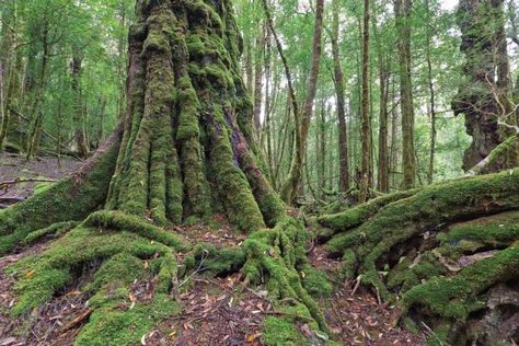 Tasmania has the oldest trees in the world Huon pine trees are located in Western Tasmania some of the oldest living things on earth. The Huon Pine tree grows very slow. While the oldest individual tree or stem on the site may now be 1000 to 2000 years old, the organism itself has been living there continuously for 10,500 years. You can see some of the world's oldest trees and even hug an 800-year-old ancient Myrtle tree in the Tarkine Rainforest. Australian Landscapes, Temperate Rainforest, Giant Tree, Forest Road, Ancient Beauty, Isles Of Scilly, Shore Excursions, Growing Tree, Beautiful Tree