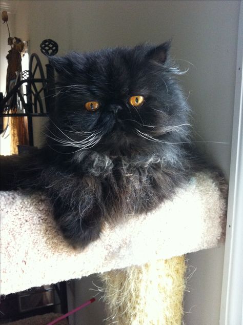 Black Persian Cat- this cat looks just like Bijou LeFleur~Mary Black Persian Cat, Black Cat Pictures, Beautiful Cats Pictures, Cat Apparel, Persian Cats, Persian Kittens, Exotic Shorthair, A Black Cat, Cat Black