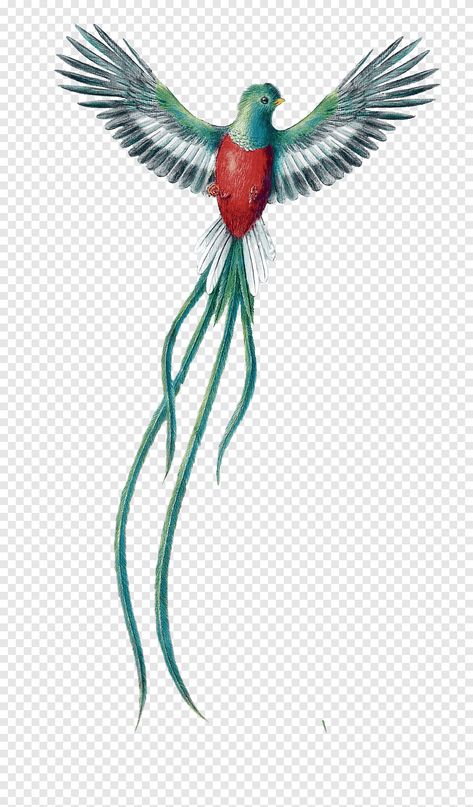 Guatemalan Quetzal Art, Quetzal Bird Drawing, Guatemalan Bird Tattoo, Resplendent Quetzal Tattoo, Quetzal Tattoo Guatemalan, Quetzal Bird Tattoo, Quetzal Drawing, Red Bird Drawing, Quetzal Art