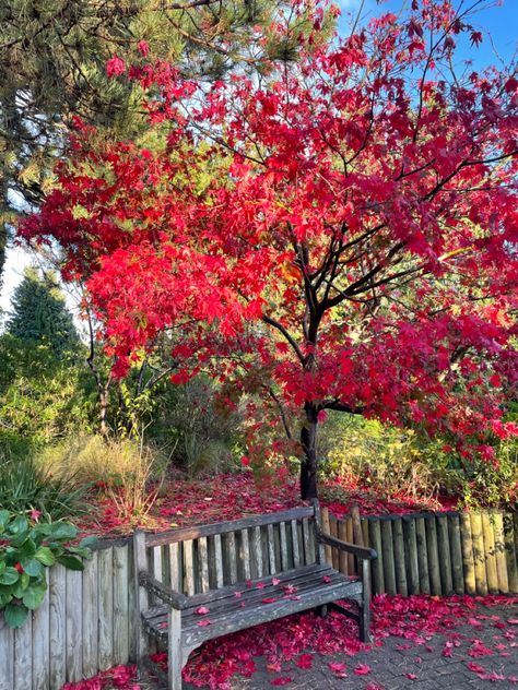 The red leaves of autum aesthetic autumnal/ fall picture sheffield botanical gardens Sheffield Botanical Gardens, Uk Autumn, Red Autumn, Red Garden, Nature Pics, Red Fall, Aesthetic Nature, Red Leaves, Fall Pictures