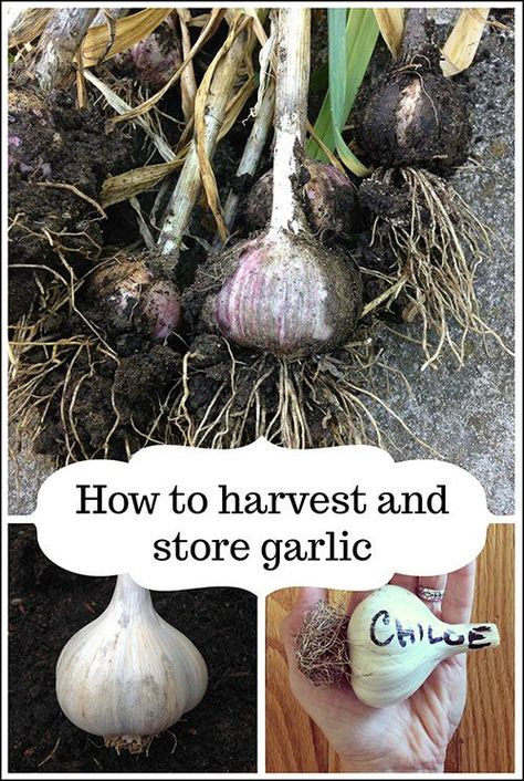 Drying Garlic, When To Harvest Garlic, Storing Garlic, Store Garlic, Slugs In Garden, Hardneck Garlic, Harvesting Garlic, How To Store Garlic, Garlic Scapes