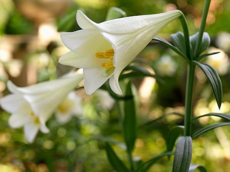 lilies Easter Lily Care, Easter Lily Flower, Different Types Of Lilies, Types Of Lilies, Easter Lilies, Lily Care, Lily Plant, Trumpet Lily, Summer Flowering Bulbs