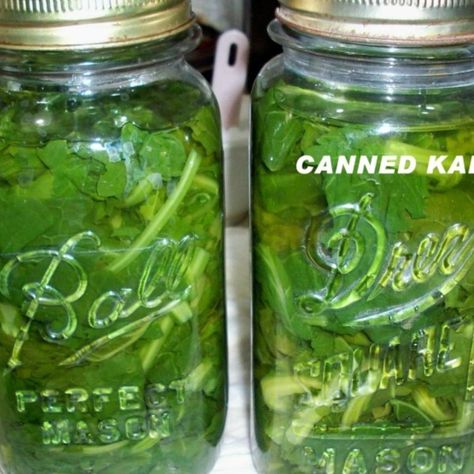 CANNED KALE Canning Kale, Canning Cupboard, Canning Essentials, Canning Veggies, Fermenting Vegetables, Canning Pressure Cooker, Canning Granny, Preserving Vegetables, Kale Recipe