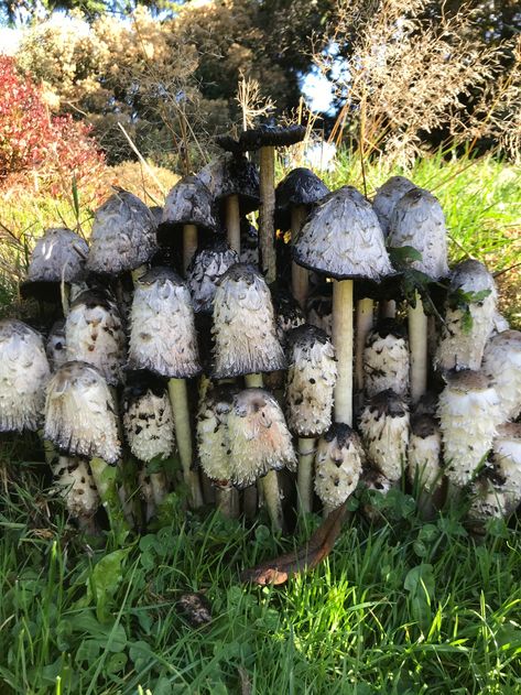 Shaggy Mane from N Waterfront Dr, Tacoma, WA, US on November 06, 2020 at 01:37 PM by Sarah Dormer · iNaturalist Shaggy Mane Mushroom, Vascular Plant, Slime Mould, Living Room Art, Stuffed Mushrooms, Plants, Art