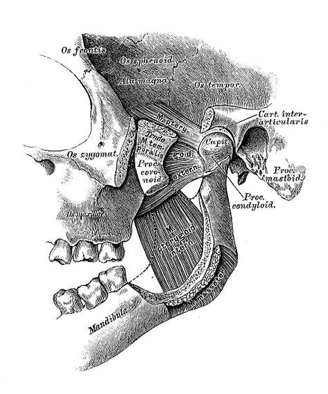 Jaw Anatomy, Jaw Muscles, Drawing Online, Vintage Anatomy, Scientific Illustration, Human Anatomy, Free Illustrations, Online Classes, Muscles