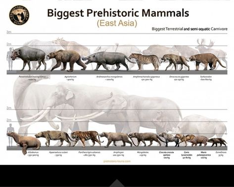 Biggest Prehistoric Mammals of East Asia (Carnivore), poster Prehistoric Mammals, Prehistoric Wildlife, Australia Animals, Ancient Animals, Paleo Art, Pacific Islands, Extinct Animals, Prehistoric Creatures, Prehistoric Animals