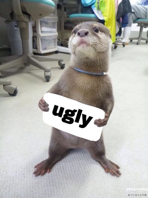 Otter Meme, Otters Funny, Otters Cute, Sea Otters, Sea Otter, Reaction Meme, Otters, Funny Images, Animals And Pets