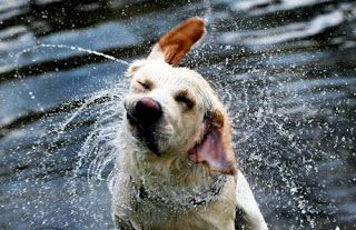 Funny Pictures of Dogs Shaking off Water Dog Shaking, Yellow Labrador Retriever, What Dogs, Funny Dog Pictures, Labrador Retriever Dog, Dog Runs, Shake It, Dog Photography, Animals Friends