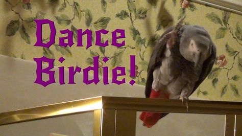 Einstein parrot loves to dance and talk! He has some great dance moves! Einstein Parrot, Talking Parrots, African Grey, Not Afraid, Dance Moves, Birdy, Parrot, Einstein, Birds