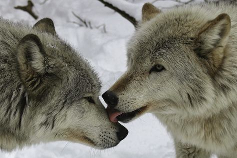 White Wolf : Wolves Are Getting Some Wet Lovin': 20 Photos Of Wolf Kisses Cute Animals Kissing, Animals Kissing, Two Wolves, Snow Princess, Wolf Love, She Wolf, Beautiful Wolves, Wild Dogs, Six Feet Under