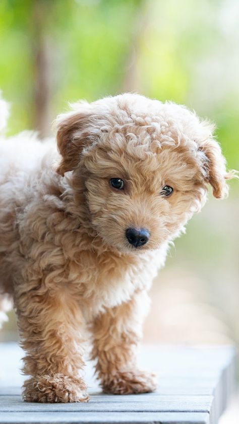 10 adorably small dog breeds that stay small via @AOL_Lifestyle Read more: https://www.aol.com/article/lifestyle/2019/07/29/10-adorably-small-dog-breeds-that-stay-small/23781987/ Cute Puppies Images, Puppies That Stay Small, Teacup Chihuahua Puppies, Cute Small Dogs, Puppy Images, Cute Little Puppies, Fluffy Dogs, Small Family Dogs