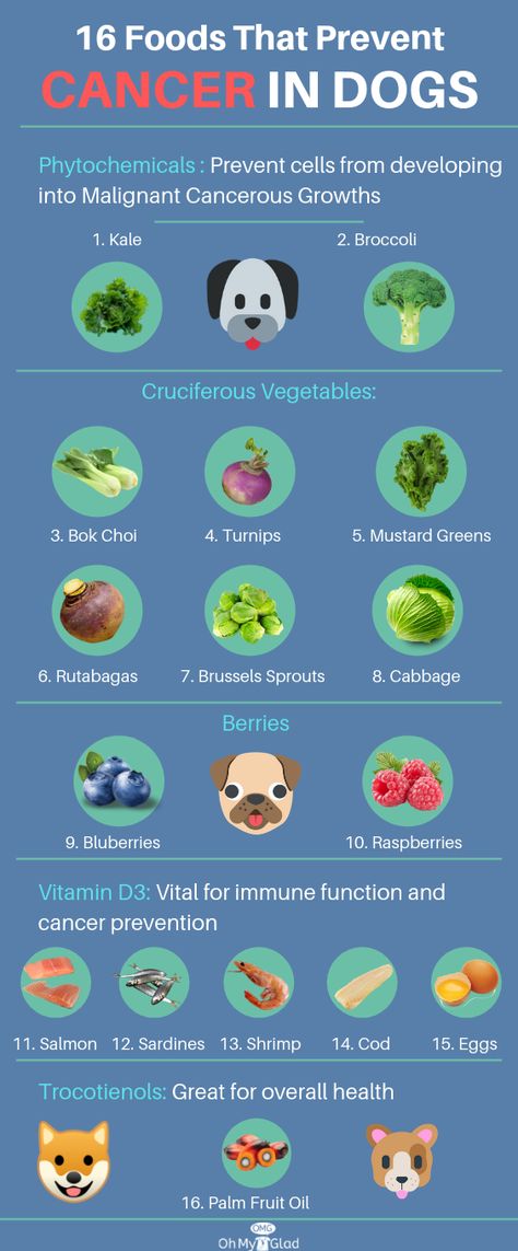 Mushrooms For Dogs, Vegetable For Dogs, Best Foods For Dogs, Dog Vegetables, Foods Dogs Can Eat, Healthy Dog Food, Meds For Dogs, Best Vegetables, Dog Remedies