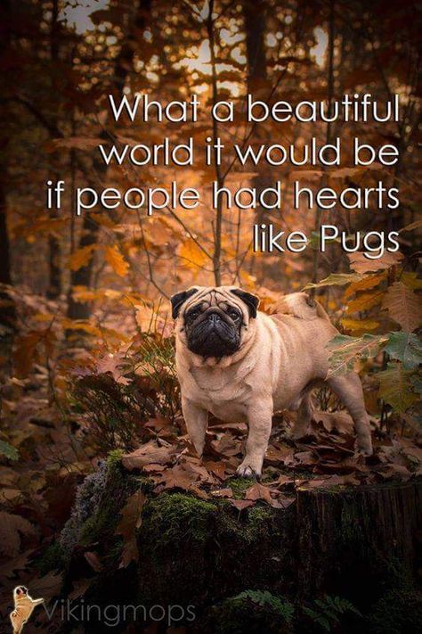 Pug Quotes, Anne Taintor, Pugs And Kisses, Pug Pictures, Pug Mom, A Pug, Pug Puppies, Pugs Funny, Cute Pugs