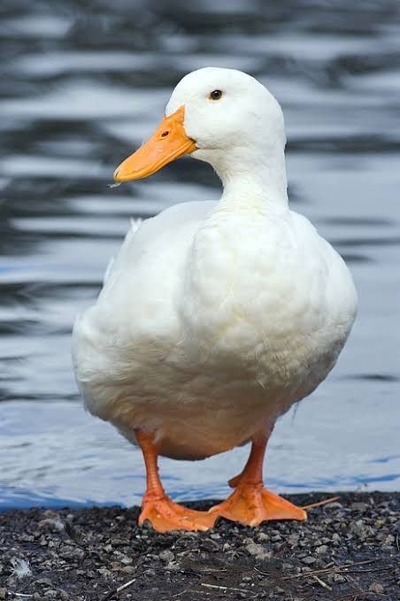 Duck Reference Photo, Duck Boots Outfit Winter, Nails Acrylic Duck, Duck Boots Outfit Fall, Pfp Duck, Goose Photography, Facts About Ducks, Duck Reference, Ducks Photography