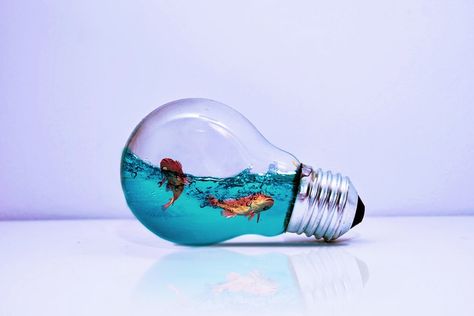 *"In the small universe of the bulb, the fish drifts through shimmering currents of light, unaware that its prison is also its sanctuary."* #photoediting #fishinbulb #photoshop The Fish, Photo Editing, Universe, Photoshop, Fish, Quick Saves