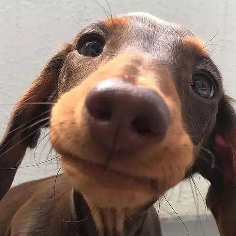 Weenie Dogs, Silly Dogs, Dachshund Lovers, Dachshund Puppies, Dachshund Love, Silly Animals, Weiner Dog, Wiener Dog, Cute Animal Photos