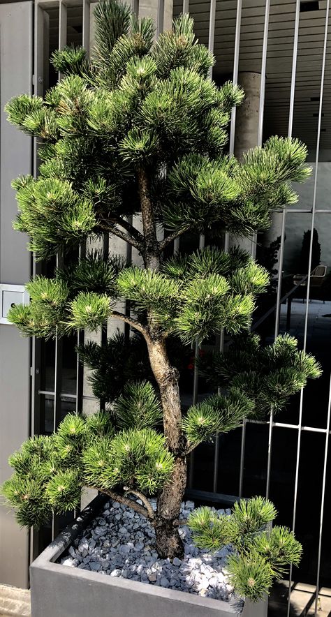 Pinus Thunergii Minimal Ornaments, Pinus Thunbergii, Black Pine, Ornamental Grasses, Living Room, Plants, Black