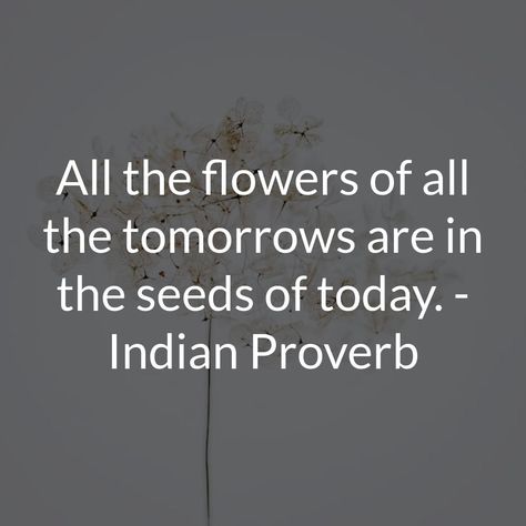 All the flowers of all the tomorrows are in the seeds of today. - Indian Proverb 🌱🌼  This profound proverb reminds us of the potential that lies within each tiny seed. At Anve Honey, we believe in the power of seeds, and we're committed to bringing you the highest quality seeds for your garden. Plant today for a blooming tomorrow! Let's sow the seeds of a greener future together! 🌿🌻 Yiddish Proverb, Indian Proverbs, Top Quotes, Keep Pushing, The Flowers, Proverbs, Words Quotes, Seeds, Honey