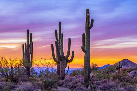 Southwest USA Cactus Stock Images, Photos | Photography Cactus Photos, Western Aesthetic Wallpaper, Cactus Images, Sunrise Images, Southwest Region, Southwest Usa, Sunset Rose, Scenery Photos, Desert Landscapes