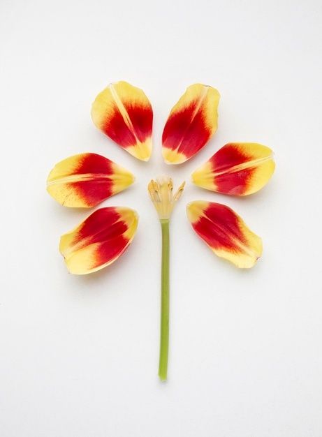 Flower made of flower petals | Free Photo #Freepik #freephoto #flower #spring #blossom #top-view Embroidery Sculpture, Alstroemeria Bouquet, Tulip Petals, Fresh Tulips, Flower Structure, Sculpture Inspiration, Spring Flower Arrangements, Studio Inspiration, Tulip Bouquet