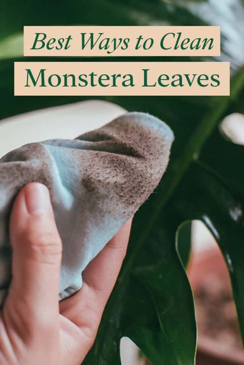 Cleaning-Monstera-Leaves Leaf Cleaning Solution, Cleaning Monstera Leaves, How Much Light Does A Monstera Need, Why Is My Monstera Turning Yellow, Swiss Cheese Monstera Care, Monstera Yellow Leaves, Remove Water Spots, Monstera Plant Care, Diy Monsters