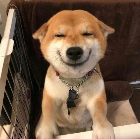 ˗ˏˋ𝒑𝒆𝒂𝒄𝒉𝒎𝒊𝒏ˎˊ˗ Japanese Dogs, Shiba Inu Puppy, Shiba Inu Dog, Image Chat, Pretty Dogs, Cute Creatures, Dog Memes, Happy Dogs, Shiba Inu