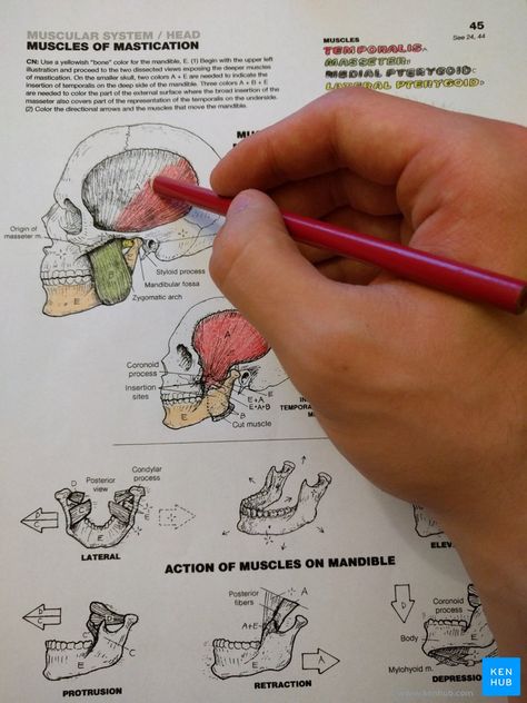 How to learn anatomy with a coloring book | Kenhub Anatomy Coloring Pages Free Printable, Anatomy Illustration Art, Anatomy Coloring Pages, Fun Anatomy, Learn Anatomy, American Flag Coloring Page, Zebra Coloring Pages, Shoulder Anatomy, Anatomy Coloring