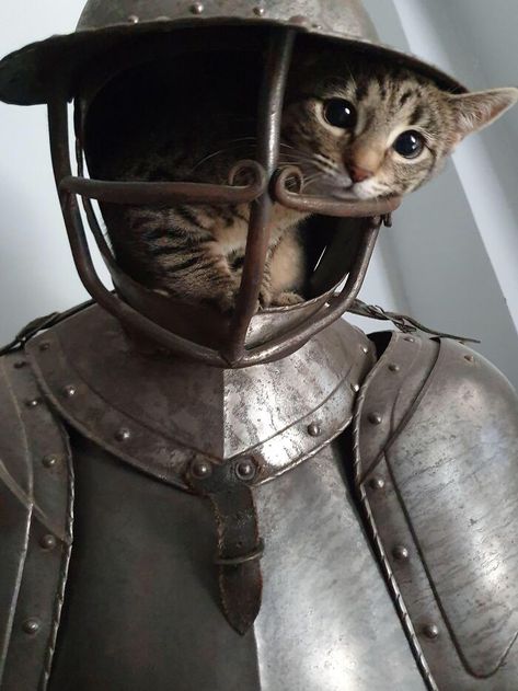 Cat Hug, Knights Helmet, Cat Embroidery, Cat Hiding, Cat Boarding, Silly Cats, Crazy Cat Lady, Cat Photo, Crazy Cats