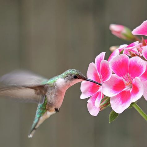 fromhousetohome.com: 25+ Of The Best Flowers That Attract Hummingbirds https://loom.ly/NV3G9Qg #CountryLaneGazebos #outdoordining #spring Hummingbird Flowers Hanging Baskets, Summer Planting, Geranium Plant, Hummingbird Plants, Attract Hummingbirds, Pollinator Plants, Butterfly Houses, Hummingbird Flowers, Best Flowers