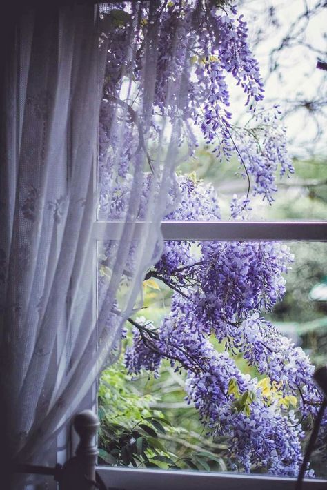 Wisteria Lane, Lavender Cottage, Blossom Garden, Purple Love, Simple Top, Window View, Through The Window, Soothing Colors, Wisteria