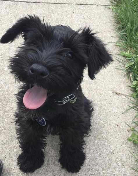 Black Snauzer, Miniature Snauzer, Puppy Schnauzer, Black Mini Schnauzer, Small Black Dog, Black Schnauzer, Scruffy Dogs, Mini Schnauzer Puppies, Schnauzer Puppies