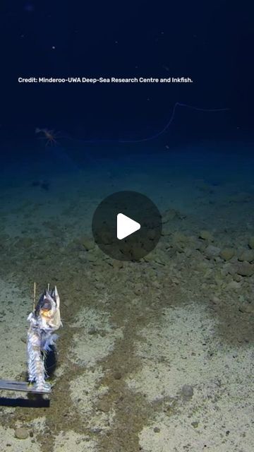 IFLScience on Instagram: "Stupendously rare footage of a bigfin squid, known for its alien-like appearance and unbelievable 8-meter-long tentacles, has been captured in the dark depths of the Pacific Ocean. The bigfin squid was filmed at a depth of 3,300 meters using a deep-sea lander armed with a camera and a piece of fish for bait. It's the first time the squid has been seen in the Tonga Trench and the team considers themselves very lucky; fewer than 20 recorded sightings of the elusive creature have ever been made.  Tap the image via the link in the bio to read more about this 🔗      Video Credit: Minderoo-UWA Deep-Sea Research Centre and Inkfish - @deepseauwa" Long Armed Squid, Bigfin Squid, The Pacific Ocean, Research Centre, Tonga, Pacific Ocean, Deep Sea, The Pacific, In The Dark