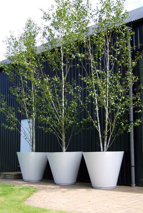 Betula pendula (Silver birch trees) in containers make a nice architectural statement and good screening. Birch Trees Garden, Betula Pendula, White Planters, Have Inspiration, Garden Containers, Potted Trees, Silver Birch, Birch Trees, Courtyard Garden