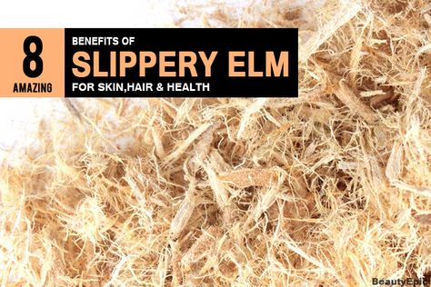 Slippery Elm: 8 Amazing Health Benefits Slipper Elm Benefits, Slippery Elm Bark Benefits Women, Slippery Elm Bark Benefits, Slippery Elm Benefits Women, Slippery Elm Benefits, Slippery Elm Tea, Slippery Elm Powder, Medicinal Foods, Slippery Elm Bark