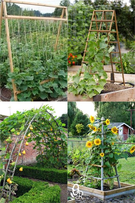 24 Easy DIY Garden Trellis Ideas & Plant Structures - A Piece of Rainbow Trellis For Squash, Diy Garden Trellis Ideas, Garden Trellis Ideas, Diy Garden Trellis, Trellis Ideas, Garden Layout Vegetable, Rainbow Garden, Diy Trellis, Backyard Vegetable Gardens