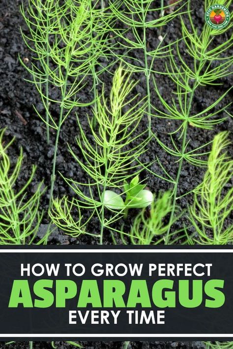 Asparagus is one of the most rewarding plants to grow once you know how to do it. Learning how to grow asparagus right is the key. Updated for 2019! #gardening #asparagus #epicgardening Grow Asparagus, Epic Gardening, Vegetables Growing, Asparagus Plant, Growing Asparagus, Garden Layouts, Vegetable Patch, Homestead Ideas, Organic Pesticide