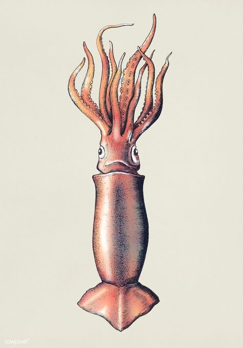 Hand drawn squid isolated | premium image by rawpixel.com Octopus Art Drawing, Squid Food, Squid Illustration, Etching Illustration, Squid Drawing, Kids Sketchbook, Squid Tattoo, Scientific Drawing, Octopus Tattoo Design