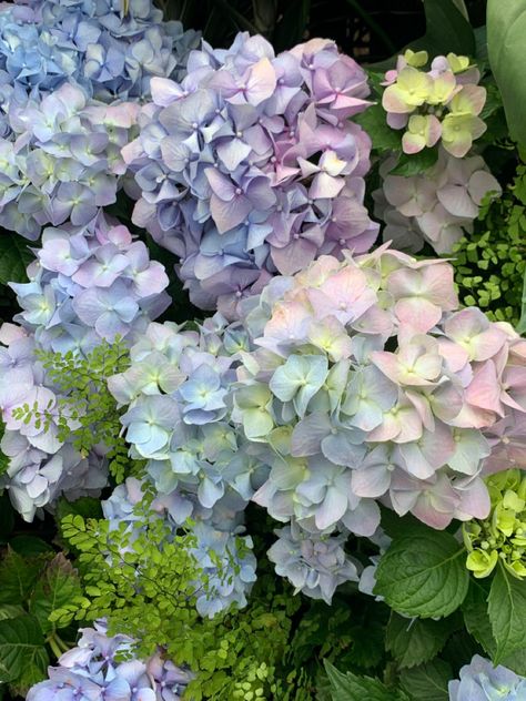 Hydrangeas Art, Butterfly Wallpaper Backgrounds, Delicate Flowers, Favorite Flowers, Butterfly Wallpaper, Delicate Flower, Pinterest Board, Art Works, Hydrangea