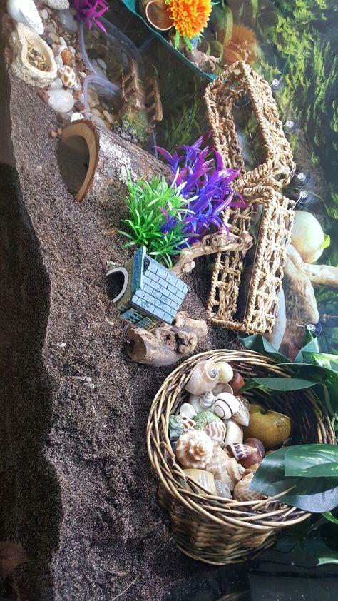 Cool Hermit Crab Habitat, Hermit Crab Habitat Ideas 20 Gallon, Cute Hermit Crab Habitat Ideas, Hermit Crab Enrichment, Hermit Crab Enclosure Ideas, Diy Hermit Crab Habitat Ideas, Fiddler Crab Tank Ideas, Hermit Crab Cage Ideas, Diy Hermit Crab Climbing Toys