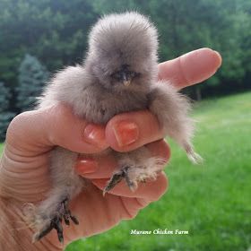 Silkie Chickens Baby, Chicken Aesthetic, Fluffy Chicken, Chicken Coup, Regnul Animal, Fancy Chickens, Silkie Chickens, Backyard Chicken Farming, Chicken Life