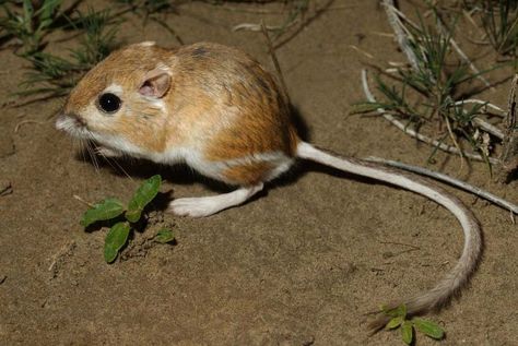 Ord's Kangaroo Rat Kangaroo Rat, Fun Facts About Animals, Small Rabbit, Desert Animals, Animal Facts, Rodents, Animals Of The World, Exotic Pets, Animal Party