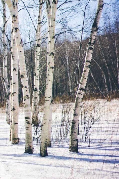 Painting Motifs, 자작나무 그림, Landscape Dark, 숲 사진, Watercolor Scenery, White Birch Trees, Birch Tree Art, Ski Art, Birch Tree Painting