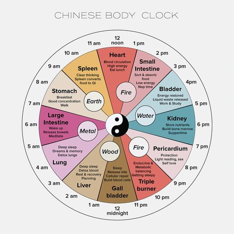 chinese body clock Tcm Meridians, Chinese Meridians, Chinese Body Clock, Body Clock, Organ System, Western Medicine, Clear Thinking, Best Dentist, Traditional Chinese Medicine