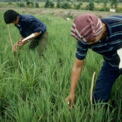 Integrated pest management Community Farm, Integrated Pest Management, Food Supplies, Pest Management, Pest Control Services, Invasive Species, Pest Control, Scales, India