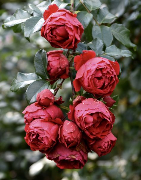 Iceberg Climbing Rose, New Dawn Climbing Rose, Climbing Roses Trellis, Rose Garden Landscape, Rose Plant Care, Climbing Flowers, Rose Trellis, Garden Flower Beds, Climbing Rose